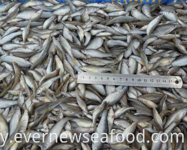 pseudorasbora parva ကင်